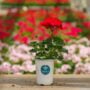 Geranium – Mojo Dark Red – 4.5″ Pot